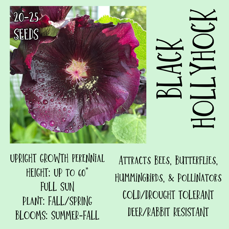 Black Hollyhock Seeds