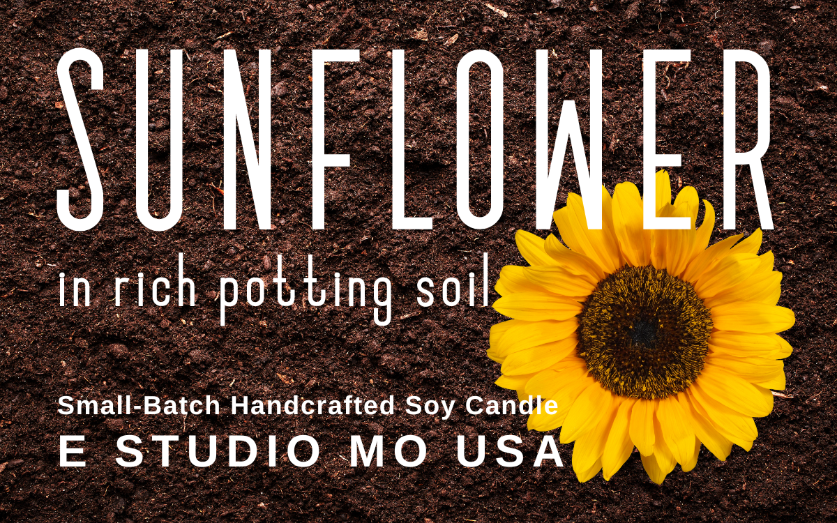 Sunflower in Rich Potting Soil